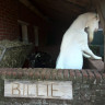Camping &amp; Geitenkaasboerderij de Br&ouml;mmels