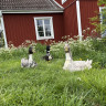 Vimmarps Östergård