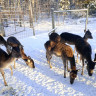 Wildpark rollerbü