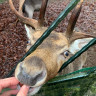 Wildpark rollerbü