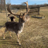 Wildpark rollerbü
