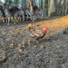 Wildpark rollerbü