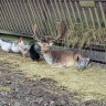 Wildpark rollerbü