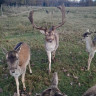 Wildpark rollerbü