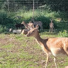 Wildpark rollerbü
