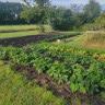 Natuur-Camping en Kanoverhuur de Gouw