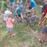 Flateland Camping - Ziegen fütterung