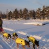 Finnskogen Turistsenter - Hundeschlitten