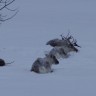 Skjærgårdscampingen - Rentiere im Schnee