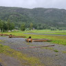 Misvær Camping