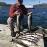 Kjellingstraumen Fjordcamp
