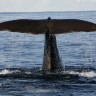 Andenes Camping - Sperm whale off Andenes