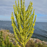 Klagshamn Hamn