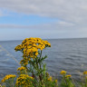 Klagshamn Hamn