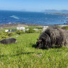 Goksøyr Camping