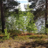 Furudals Vandrarhem & Sjö Camping