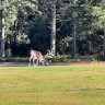 Näsets Camping