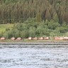 Base Camp Hamarøy - Welcome to our beutifull camp site with the ocean only few meters from the cabins.