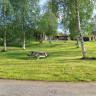 Tynset Rom & Camping