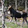 Stokmarknes Camping - direkt hinter unserer Hütte