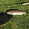 Hummelfjell Camping - Nice Trout