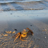 Skagen sydstrand camping Bunken