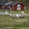 Hytte Camp Nordkapp