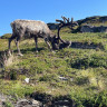 Repvåg Overnatting Nordkapp