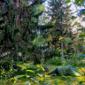Nature Dream Days