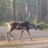 Oulangan Kansallispuiston Leirintäalue