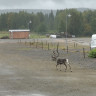 Yll&auml;ksen Ykk&ouml;s Caravan