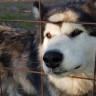 Eräkeskus Wilderness Lodge - Husky