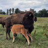 Bisonfarmen Ställplats