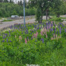 Hanasl&ouml;v Parkering