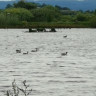 Hornborgasjön