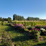 Eged Teglv&aelig;rksg&aring;rden