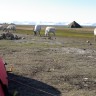 Longyearbyen Camping - Close to nature, wildlife in between tents.