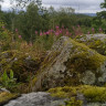 Høgetveits Naturcamp