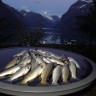 Sande Camping - Trout from Loen lake. Free fishing in the lake!