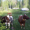 Lohikosken mylly