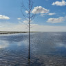 Ribe Rasteplads