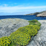 Hasvåg Sjøcamping