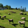 Gripen gard