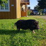 Lensmansgarden