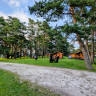 Männisalu Camping