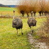 Stellplatz mitten auf der Straussenfarm