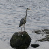 Pluscamp Saltstraumen Camping