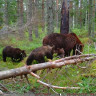 Skansens Småstugor