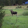 Buøy Camping