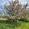 Camping In Het Fruit